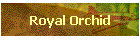 Royal Orchid